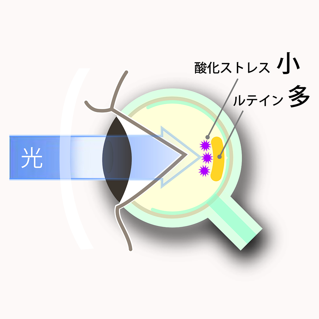 ルティーナ レンズ メガネ 浦和